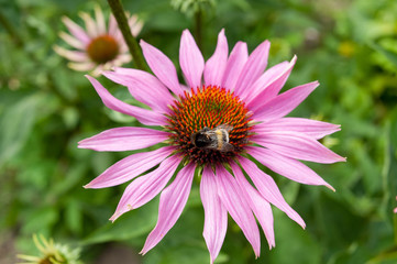 Fototapeta premium Summer flowers in the garden 