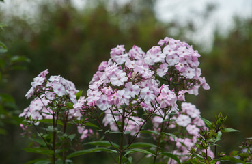 Obraz premium Summer flowers in the garden 