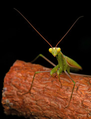 The green Praying Mantis on the branch