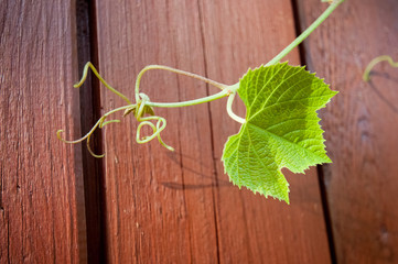 grape mustache in the garden