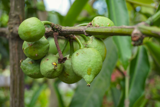 A hand showing Ficus racemosa popularly known as cluster fig tree, Indian fig tree or goolar ( gular), in Bengali Dumur