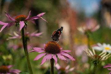 Summer flowers in the garden 
