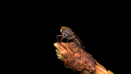 Asilidae fly on the branch