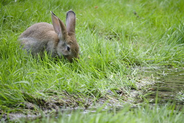 A rabbit bunny in between the grass