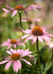 Fototapeta premium Summer flowers in the garden 