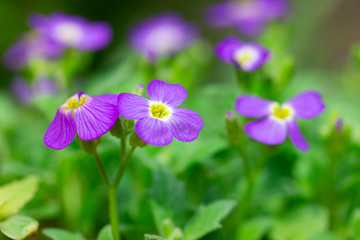 Small and smart violet flowers of Aubrieta in spring