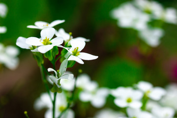 Small and smart white flowers in the part in spring