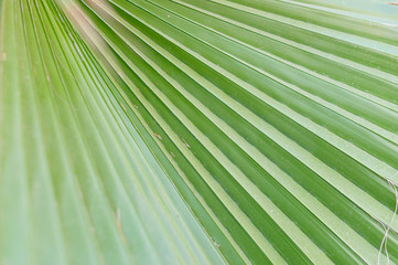green palm branches at sunny day