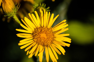 Wild yellow dandelion flower on a meadow