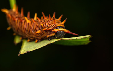 Gold rim swallowtail, Polydamas swallowtail caterpillar on a leaf stalk
