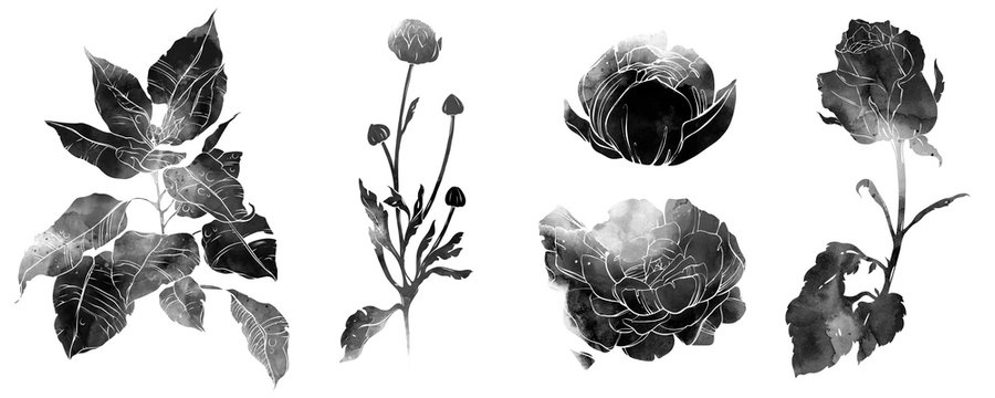 Monochrome black and white set of flowers and herbs. digital hand drawn picture with watercolour texture. mixed media .artwork. .