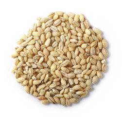 Peeled barley grains isolated on white background, top view
