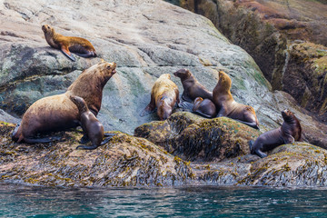 Fototapeta premium A group of golden brown sea lions sunning themselves on rocks by the water in Alaska, USA