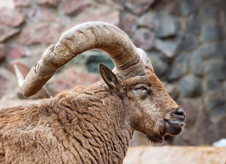 Mountain sheep.  Argali is a mountain sheep with a steep curved heavy horns, forcing the beast to hold his head high.