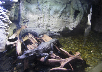 crocodile