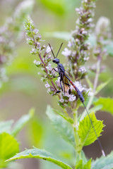 The insect collects nectar on the flower.