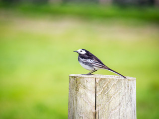 Wagtail bird in wildlife in ireland