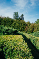 Obraz premium Ukrainian spring park in the rays of the spring sun