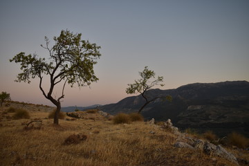 Obraz na płótnie Canvas Dos árboles solitarios aguardan el anochecer en una meseta de una montaña