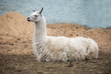 Llama .  Lama is a South American mammal of the camel family, domesticated by the Andes.It is a large herbivore. They have a thick warm coat that protects from the cold in the highlands.