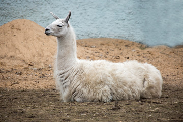 Fototapeta premium Llama . Lama is a South American mammal of the camel family, domesticated by the Andes.It is a large herbivore. They have a thick warm coat that protects from the cold in the highlands.
