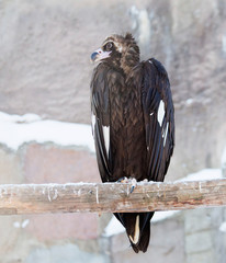 Black vulture.  Black vulture is one of the largest birds in the world. Body length from 75 to 115 cm, wingspan of up to 2.8 m, weight 10-12 kg. Feathers of neck not black, and grayish-brown. The scal