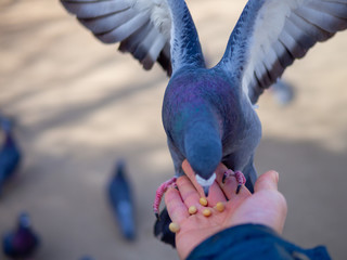 鳩の餌やり