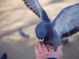 鳩の餌やり