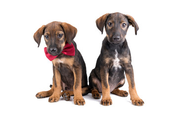 Two cute puppies sitting and looking at camera