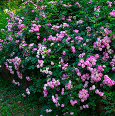 beautiful large rose bush blooming