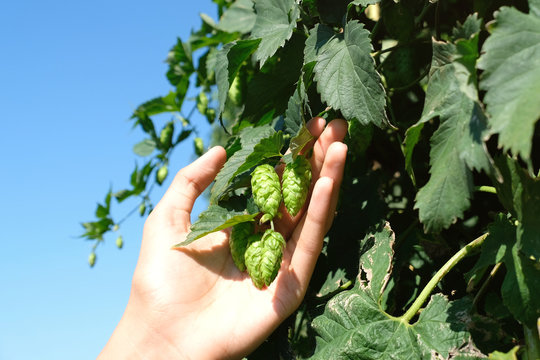 One hand holding fresh young common hop flowers and  its plants.