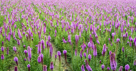 Naklejka premium Purple flowering Liatris spicata plants in rows