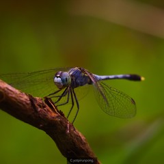 dragonfly on leaf