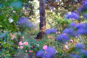 Fototapete bei efototapeten.de bestellen   