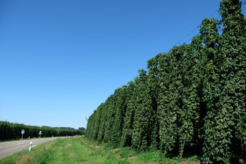 Fototapeta na wymiar 7 Metres high hop plants and its field landscape with clear blue sky. Humulus lupulus flowers and farms in Hallertau or Holledau, world's largest hop planting areas, Bavaria Germany. Craft and beer br