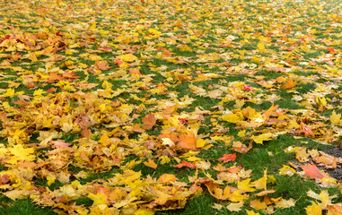 Autumn. A carpet of yellow and red leaves on the grass. Yellow maple leaves lie after rain