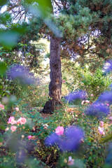 Fototapete bei efototapeten.de bestellen   