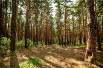 the path between the trees in a pine forest on a Sunny summer day