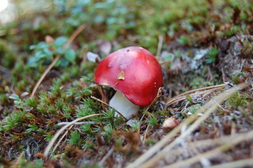 mushroom in the forest