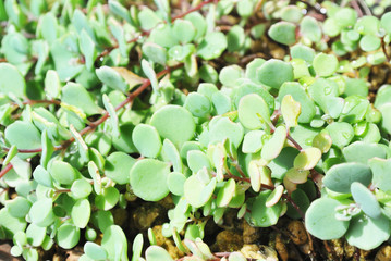 ヒダカミセバヤ