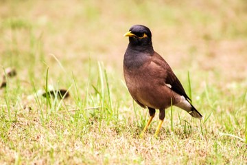 bird on grass