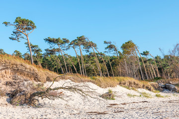 Fototapeta na wymiar Pine forest on the German Baltic coast with dunes, and sand