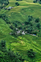 Fototapeta na wymiar Rice fields on terraced in Sapa, Vietnam. Rice fields prepare the harvest at Northwest Vietnam.