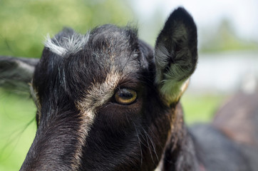 portrait of a black goat. eye close up.