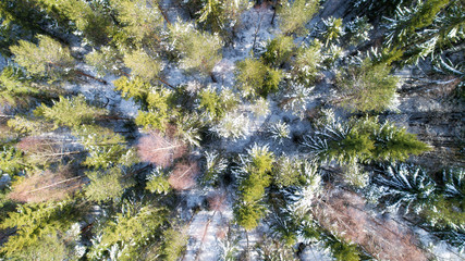 Top down aerial drone view of the colorful snow-covered woods after a snowfall. Beautiful winter background.