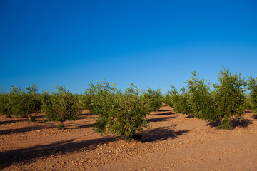 Fototapeta na wymiar young plantation of olive trees