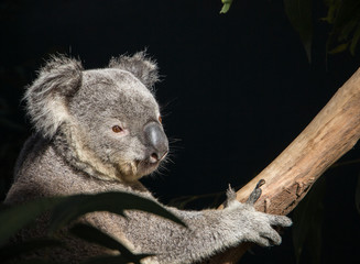 Koala