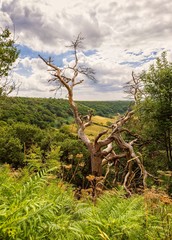 Dead tree with a broken branch.