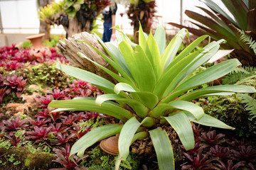 Big green bromeliad planting in the garden