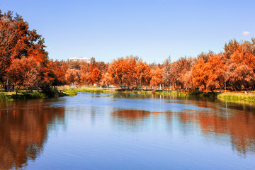 Autumn nature beautiful landscape. Red and yellow trees near pond at the garden